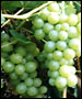 Виноград Королева виноградников
