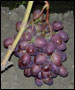 Виноград Виктория - розовая
